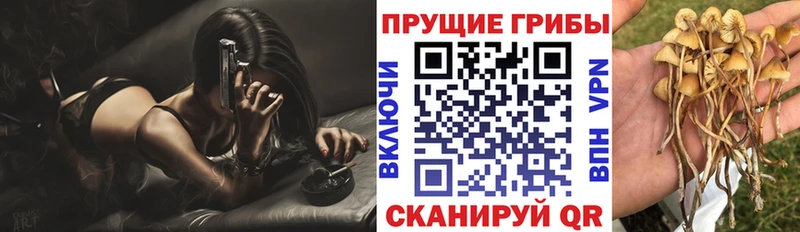 Псилоцибиновые грибы Cubensis  Купить  Новомосковск 